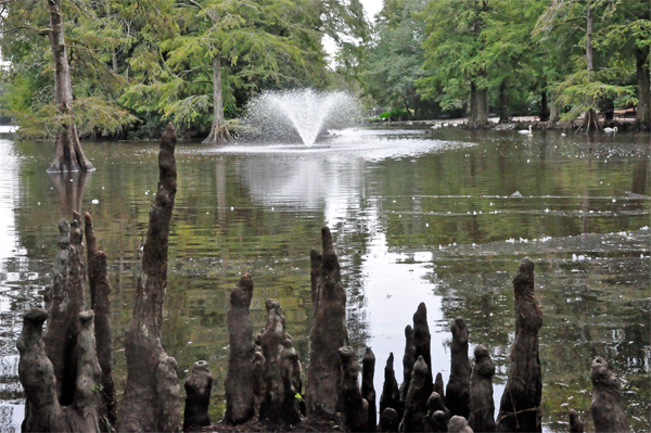 fountain and cypress knees